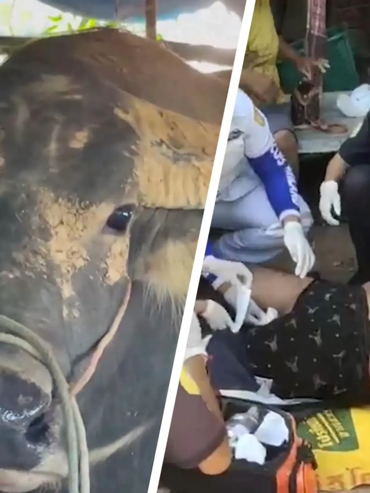 In Thailand wurde ein Bauer von einem seiner beiden Büffel aufgespießt - das Horn traf ihn direkt im Intimbereich. Durch den Angriff platzten seine Hoden. Sofort wird er behandelt, mittlerweile ist er wieder stabil. Mehr dazu zeigen wir im Video.