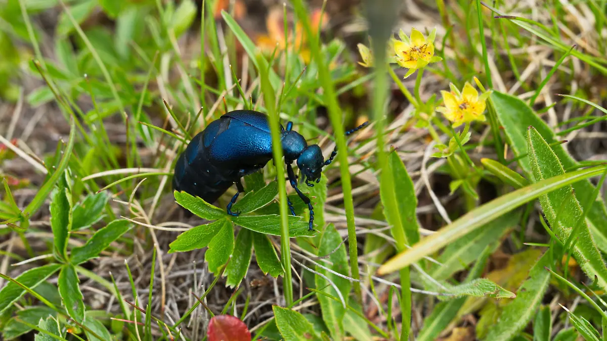 Ein schwarz-blauer Ölkäfer in freier Wildbahn, auf dem Boden in einer Wiese.