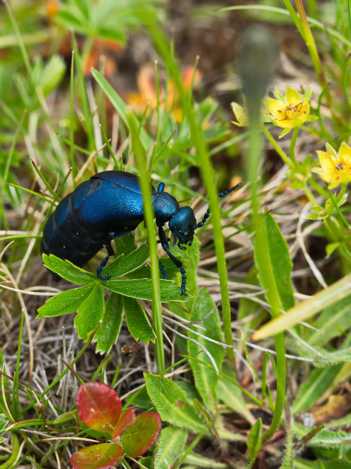 Ein schwarz-blauer Ölkäfer in freier Wildbahn, auf dem Boden in einer Wiese.