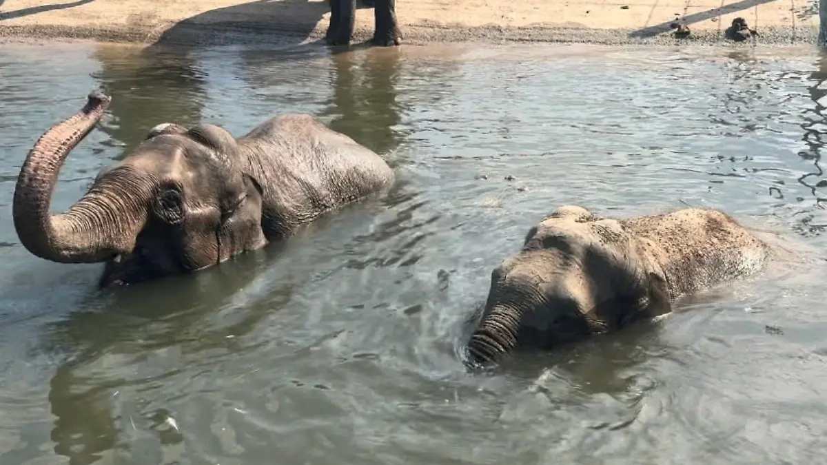 In Blackpool (England) sind zwei Asiatische Elefantenkälber geboren worden. Doch beide Tierbabys sterben, jetzt trauern die Elefanten und ihre Pfleger.