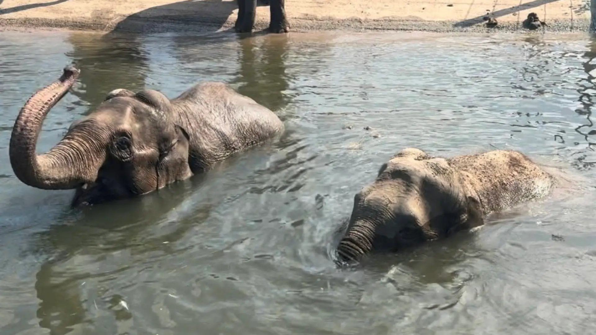 In Blackpool (England) sind zwei Asiatische Elefantenkälber geboren worden. Doch beide Tierbabys sterben, jetzt trauern die Elefanten und ihre Pfleger.