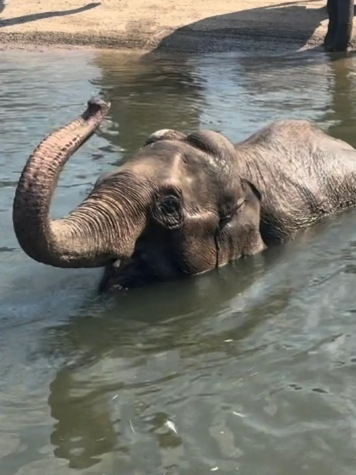 Bild zu: "Beide Elefanten-Babys tot! Zoo macht schlimme Entdeckungen"