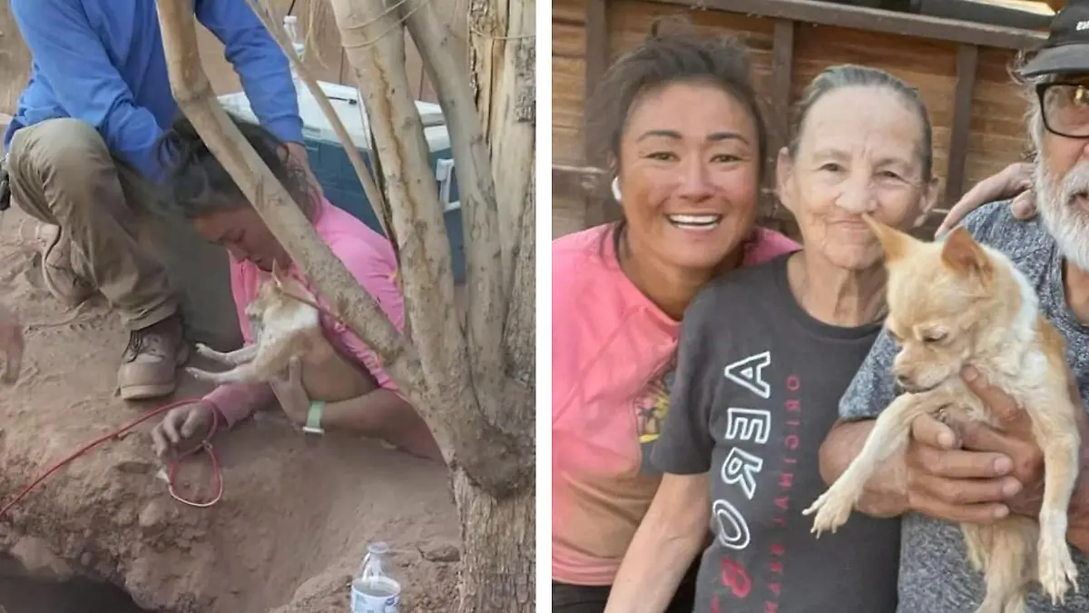 Chihuahua vier Tage in Loch gefangen - nur EINE kann helfen! Frauchen lässt sie nicht sterben