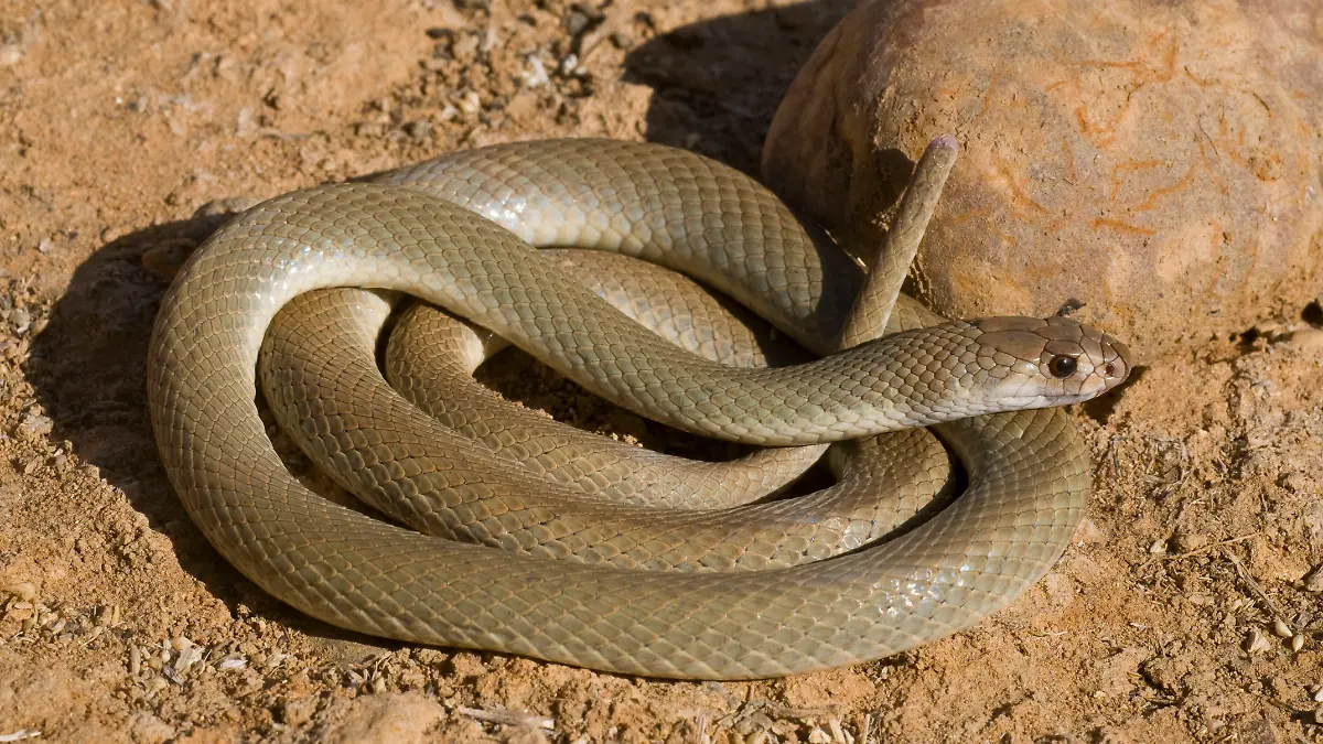 Eine Östliche Braunschlange tötet den 16-jährigen Beau. (Symbolbild)