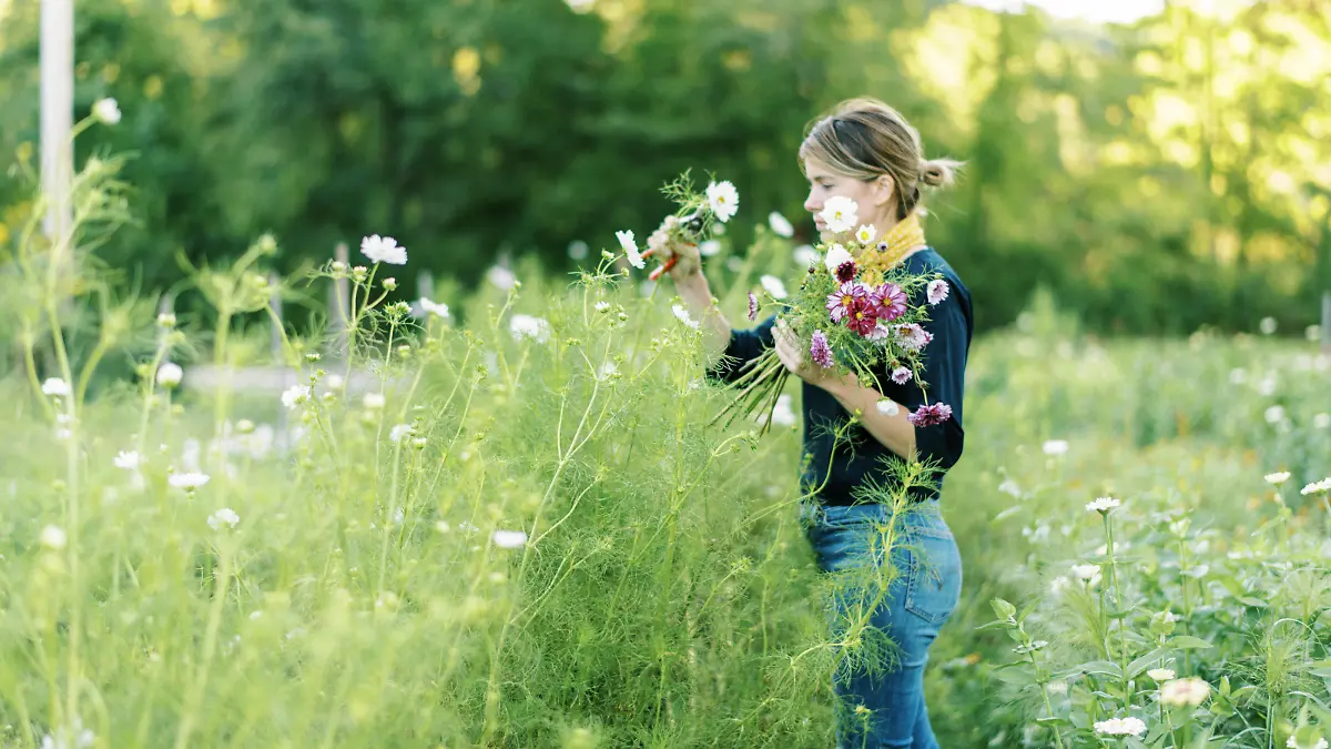 Millennial woman working at her flower farm collecting cosmos West Brookfield, MA, United States PUBLICATIONxINxGERxSUIxAUTxONLY CR_SEBU200908B-492537-01 ,model released, Symbolfoto