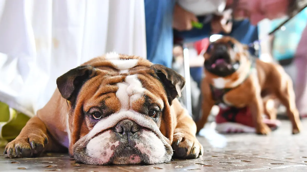 Die Englische Bulldogge Joyandfun liegt am 11.06.2016 in Berlin auf der Hundemesse "House of Dogs", die am 11. und 12. Juni im Postbahnhof stattfindet. Das Event soll in der "Hundehauptstadt" eine Möglichkeit zum Austausch in der Hunde-Community bieten und das Zusammenleben von Zwei- und Vierbeinern verbessern helfen. Foto: Jens Kalaene/dpa +++(c) dpa - Bildfunk+++