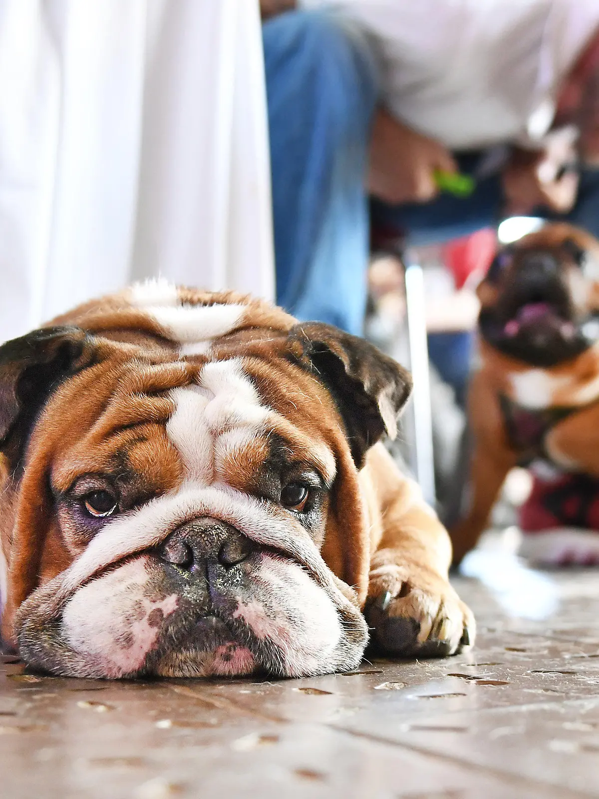 Die Englische Bulldogge Joyandfun liegt am 11.06.2016 in Berlin auf der Hundemesse "House of Dogs", die am 11. und 12. Juni im Postbahnhof stattfindet. Das Event soll in der "Hundehauptstadt" eine Möglichkeit zum Austausch in der Hunde-Community bieten und das Zusammenleben von Zwei- und Vierbeinern verbessern helfen. Foto: Jens Kalaene/dpa +++(c) dpa - Bildfunk+++
