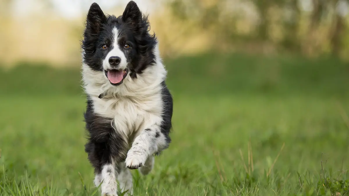 Elder but busy Border Collie running towards camera, with Paw in the air and snout open.