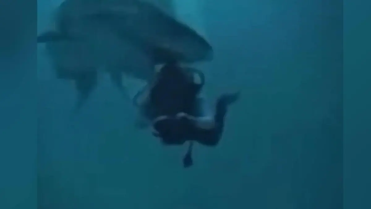 Hai beißt Taucher in den Kopf, Reiseführer locken Raubtier an