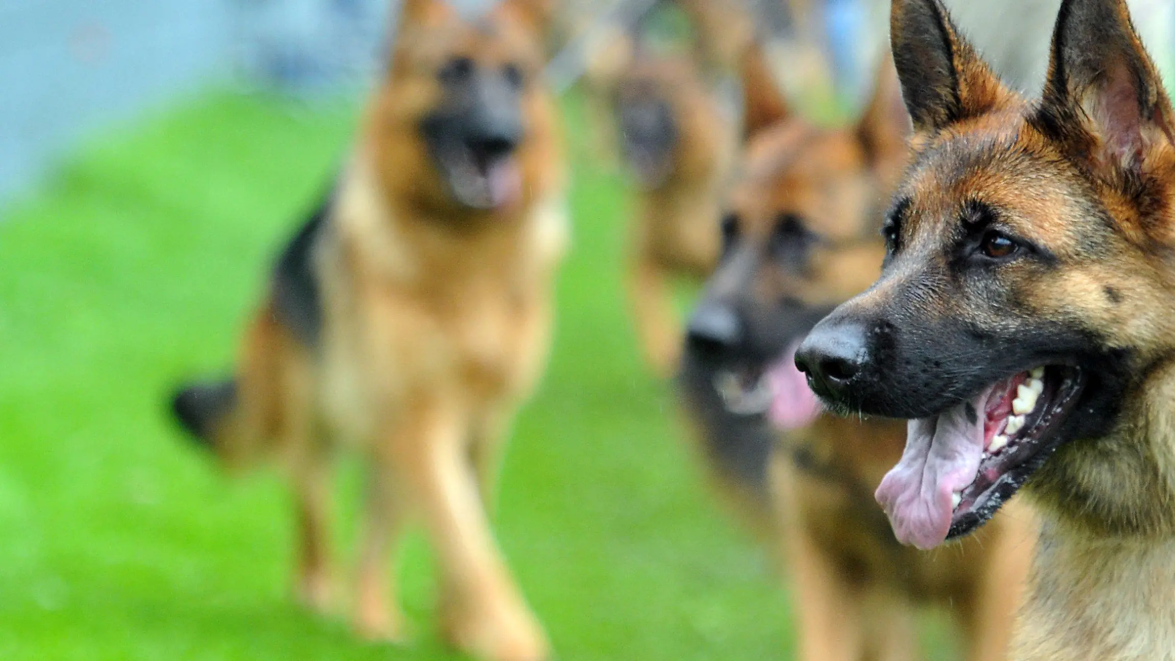 Schäferhunde präsentieren sich am Samstag (01.09.2012) in Ulm beim Weltchampionat des Vereins für Deutsche Schäferhunde. Herrchen und Frauchen und mehr als 1800 Zuchthunden kämpfen an diesem Wochenende um den Titel «Schönster Schäferhund der Welt». Foto: Stefan Puchner dpa/lsw (zu dpa «Zuchttiere wetteifern um den Titel des schönsten Schäferhunds» vom 01.09.2012) +++(c) dpa - Bildfunk+++