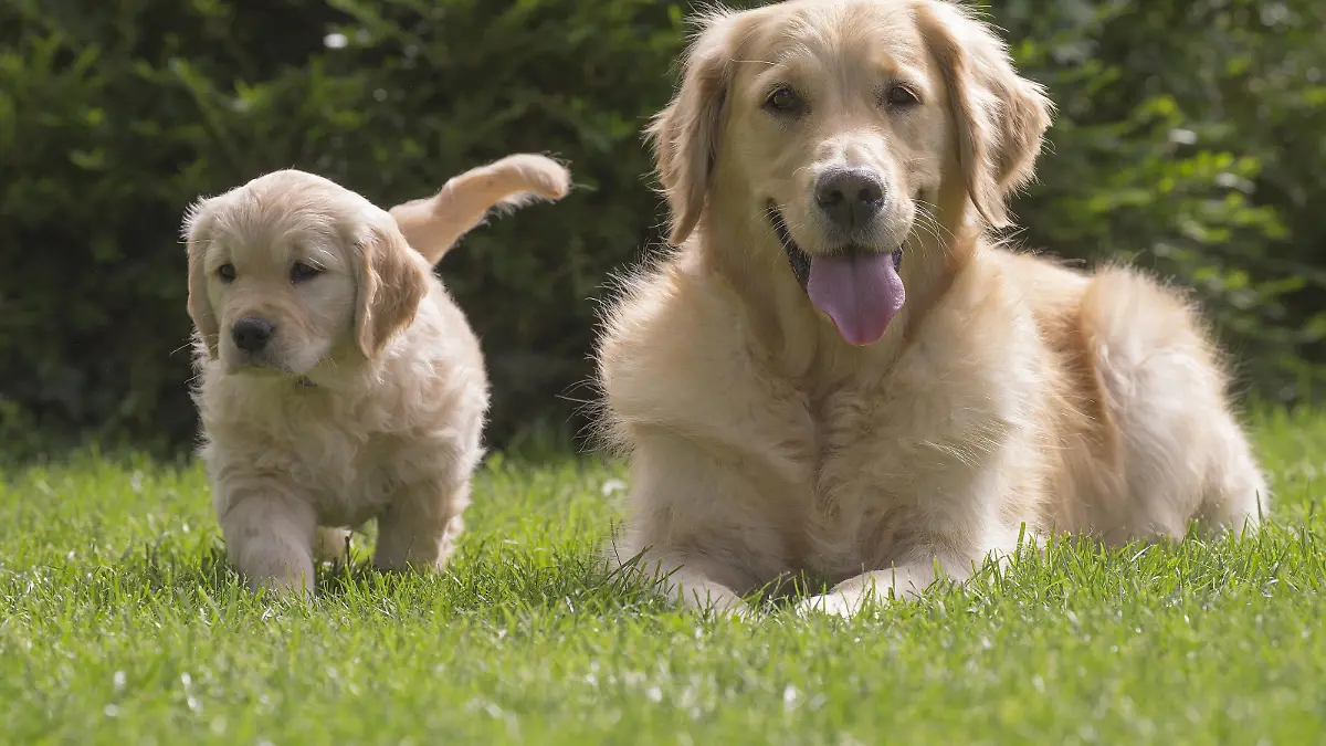 Golden Retriever