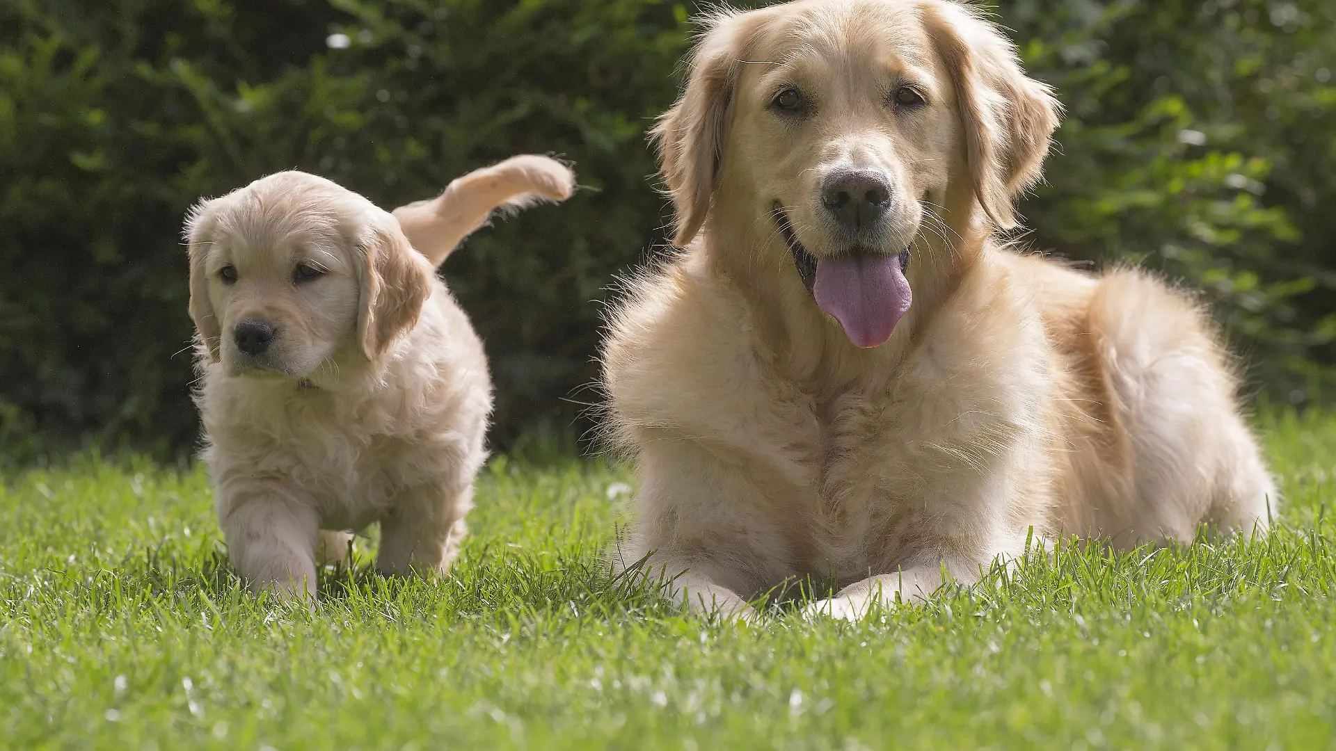 Golden Retriever