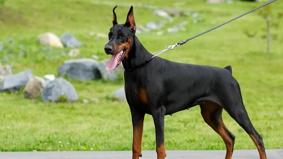 Großer Dobermann steht an der Leine auf einem Weg
