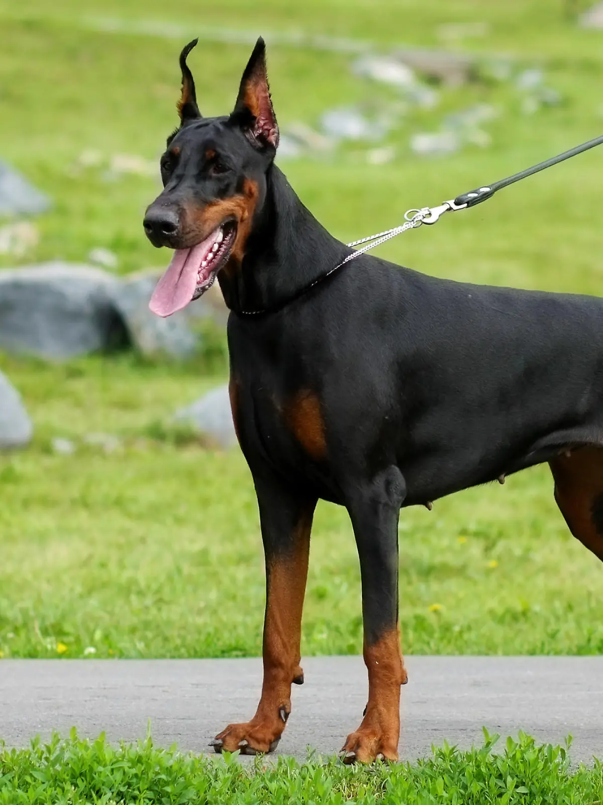 Großer Dobermann steht an der Leine auf einem Weg