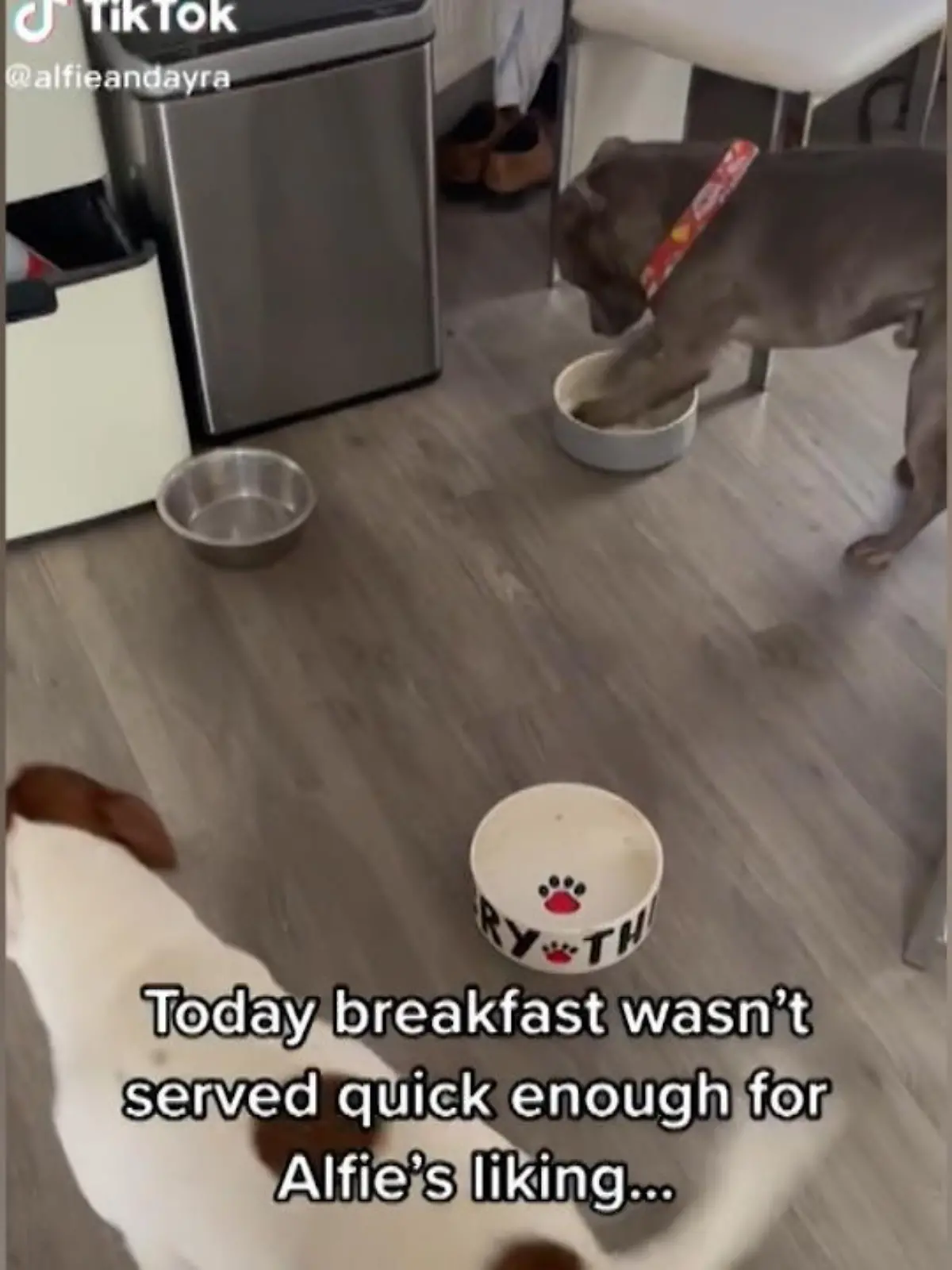 Viele Menschen sind dann besonders schlecht gelaunt, wenn sie Hunger haben. Ein berühmter Schokoriegel-Hersteller wirbt sogar mit dem Spruch „Du bist nicht du, wenn du Hunger hast“ – und das trifft auf den Hund im Video auch zu!