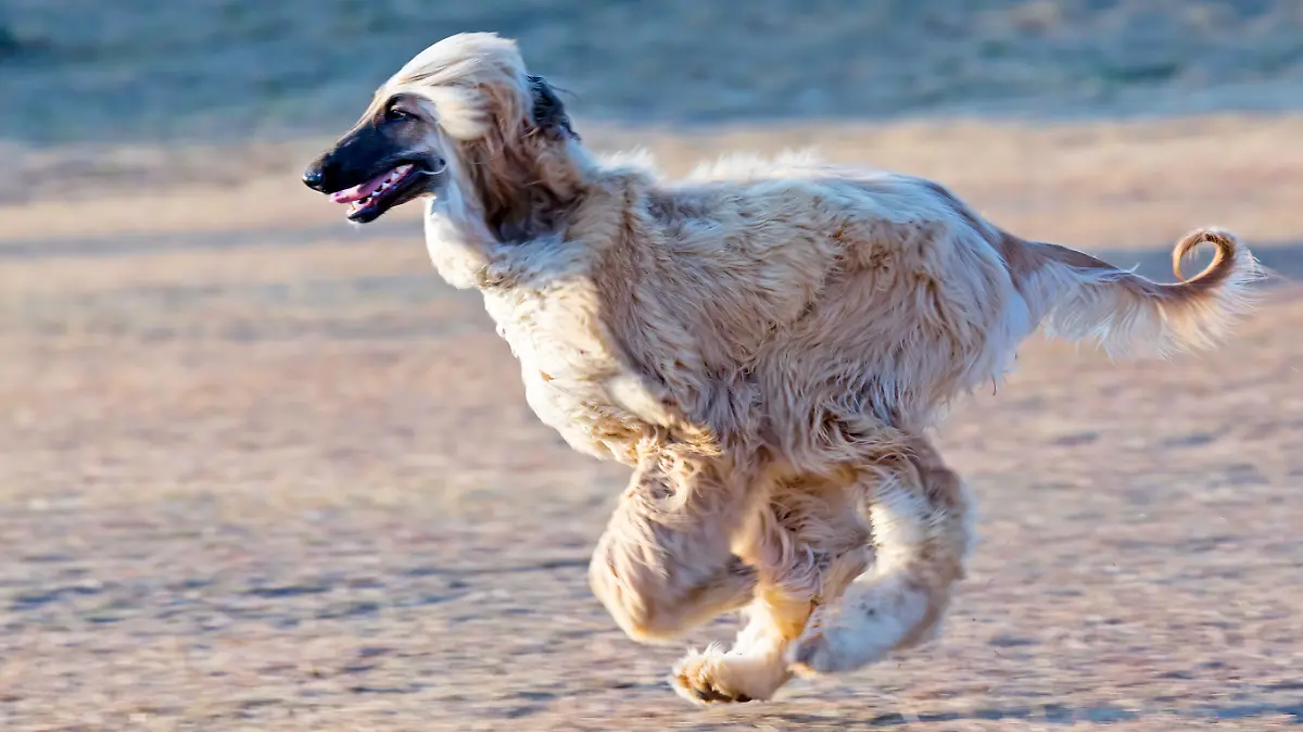 Afghanischer Windhund rennt.