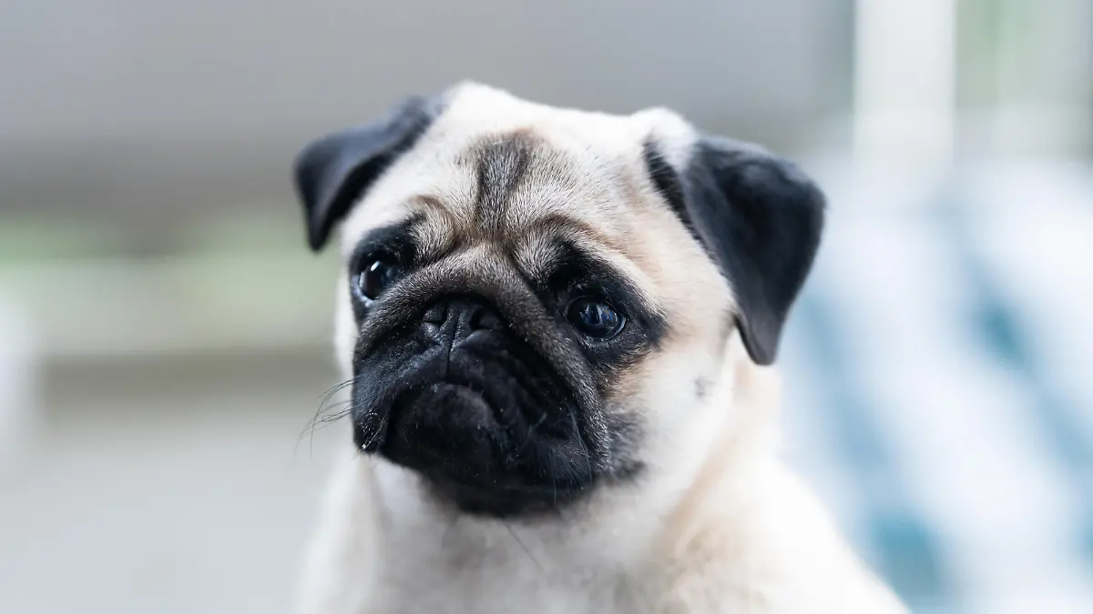 Ein Mops sitzt auf einer Terrasse.