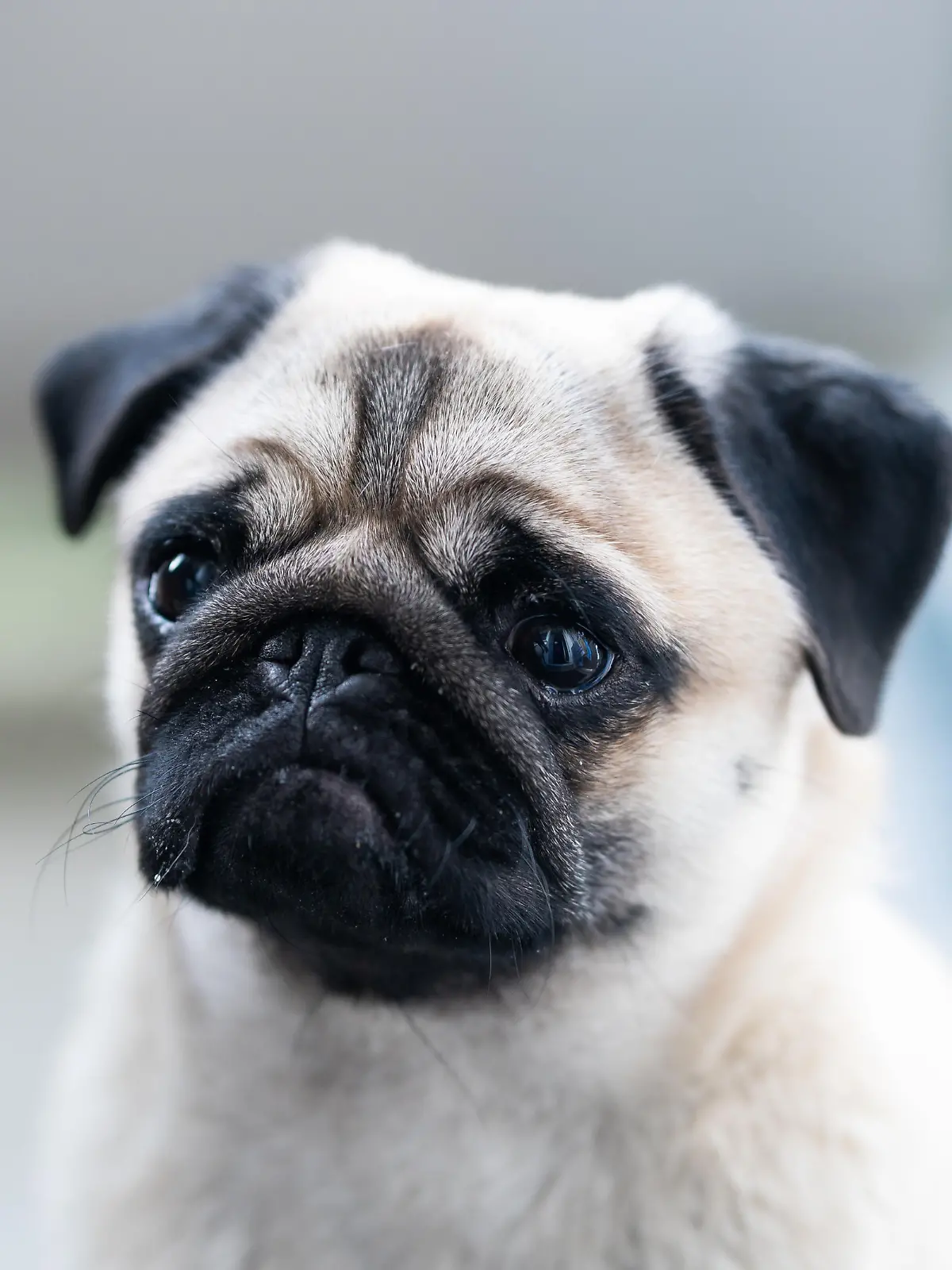 Ein Mops sitzt auf einer Terrasse.