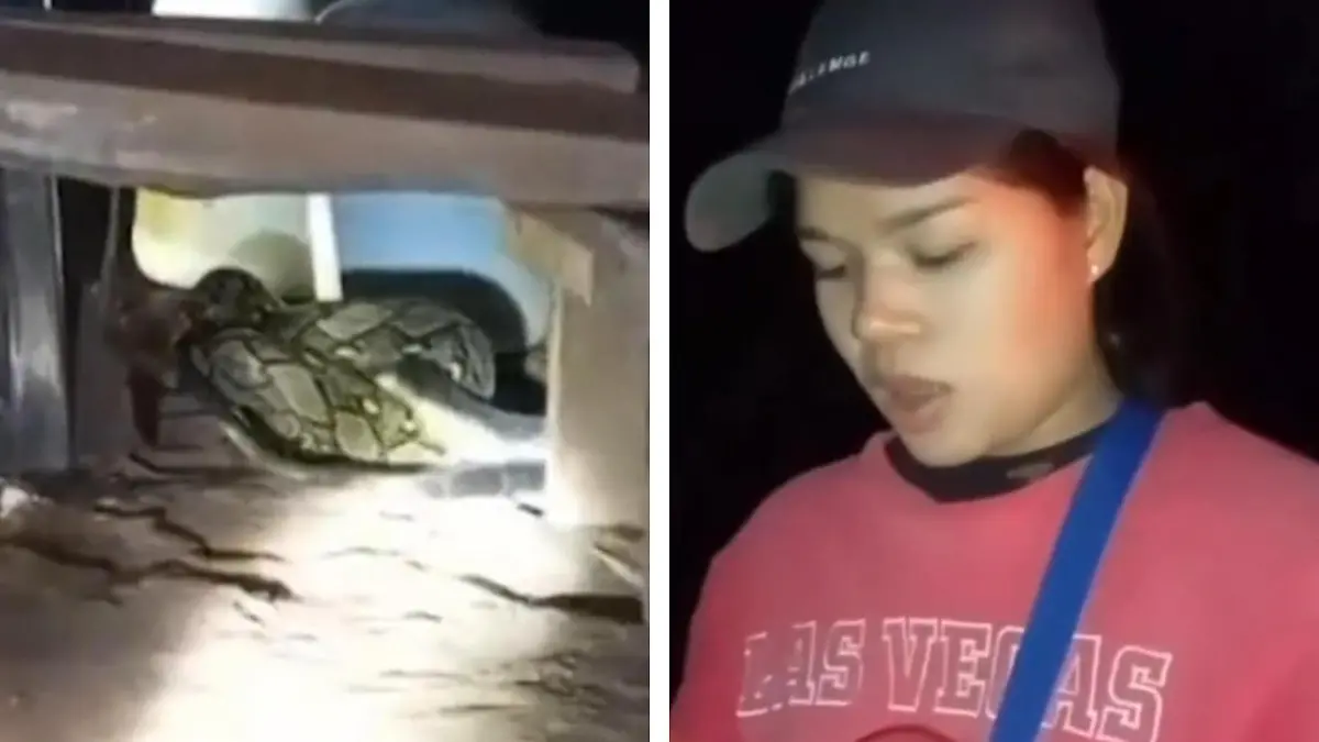 Kampf um Leben und Tod! Monsterschlangen total verschlungen