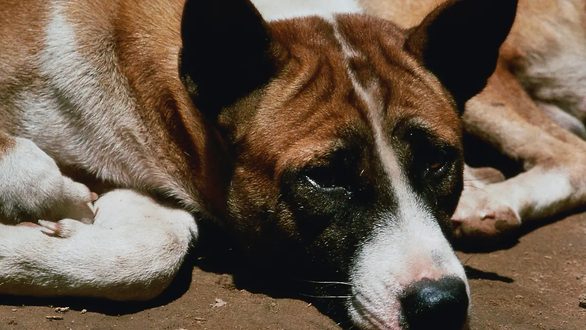 Die Hunde entsprechen vom Typ her Basenji Hunden. Ihr Markenzeichen ist die faltige Stirn