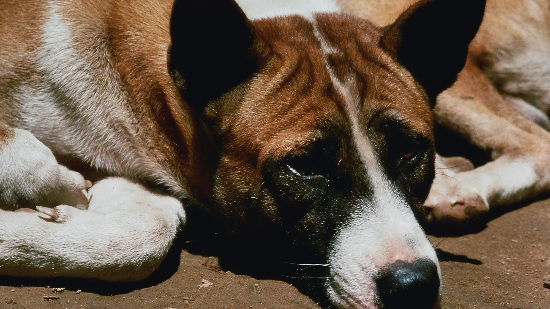 Die Hunde entsprechen vom Typ her Basenji Hunden. Ihr Markenzeichen ist die faltige Stirn