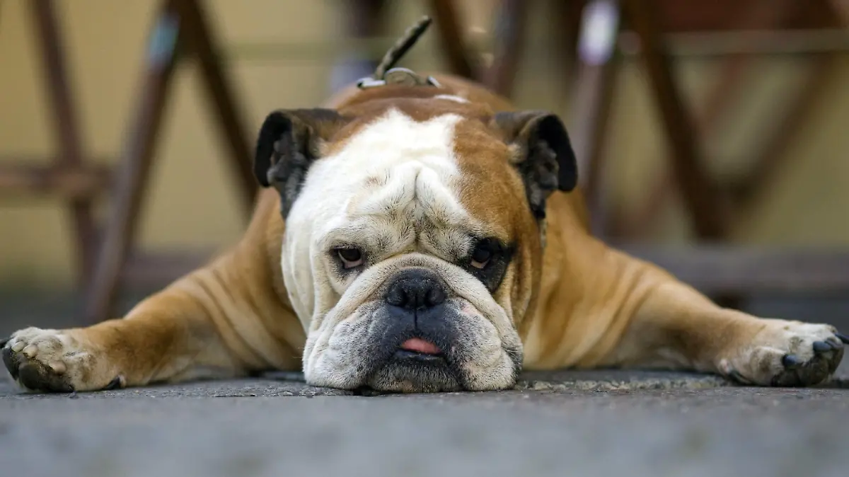 Die englische Bulldogge Oskar liegt am Montag (23.06.2008) breit ausgestreckt im Schatten vor einem Cafe in Berlin. Erfahrung mit Fotografen hat Oskar schon früher gesammelt. Damals war er das Maskottchen des Fußballclubs Offenbacher Kickers, bevor er mit seinem Herrchen nach Berlin umzog. Foto: Arno Burgi dpa/lbn +++(c) dpa - Bildfunk+++