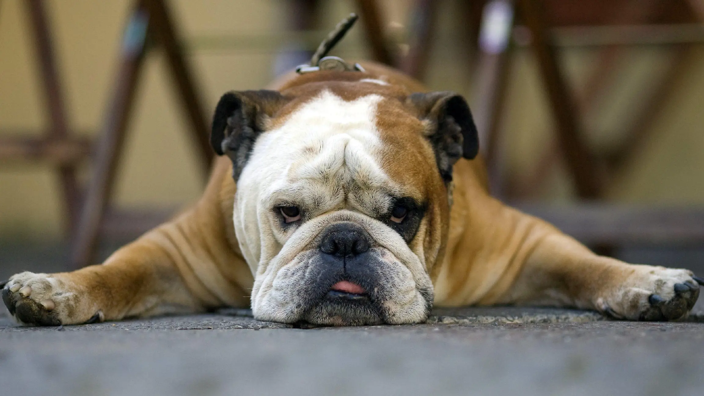 Die englische Bulldogge Oskar liegt am Montag (23.06.2008) breit ausgestreckt im Schatten vor einem Cafe in Berlin. Erfahrung mit Fotografen hat Oskar schon früher gesammelt. Damals war er das Maskottchen des Fußballclubs Offenbacher Kickers, bevor er mit seinem Herrchen nach Berlin umzog. Foto: Arno Burgi dpa/lbn +++(c) dpa - Bildfunk+++