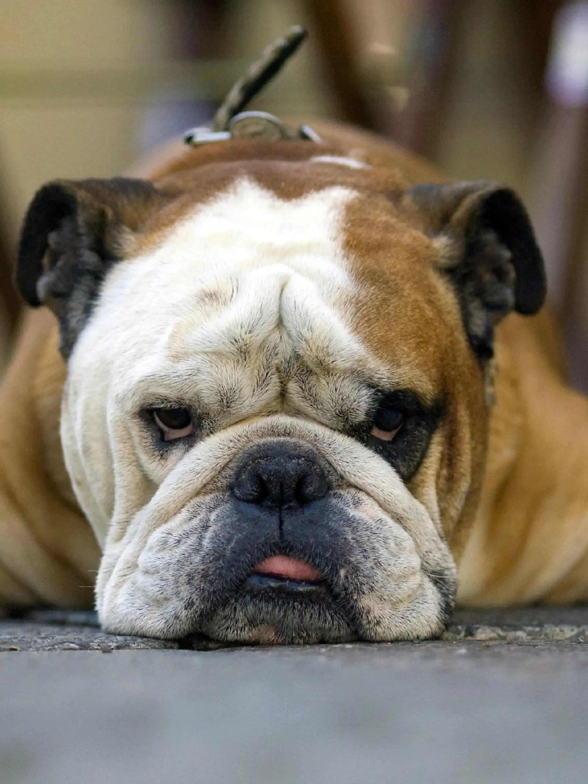 Die englische Bulldogge Oskar liegt am Montag (23.06.2008) breit ausgestreckt im Schatten vor einem Cafe in Berlin. Erfahrung mit Fotografen hat Oskar schon früher gesammelt. Damals war er das Maskottchen des Fußballclubs Offenbacher Kickers, bevor er mit seinem Herrchen nach Berlin umzog. Foto: Arno Burgi dpa/lbn +++(c) dpa - Bildfunk+++