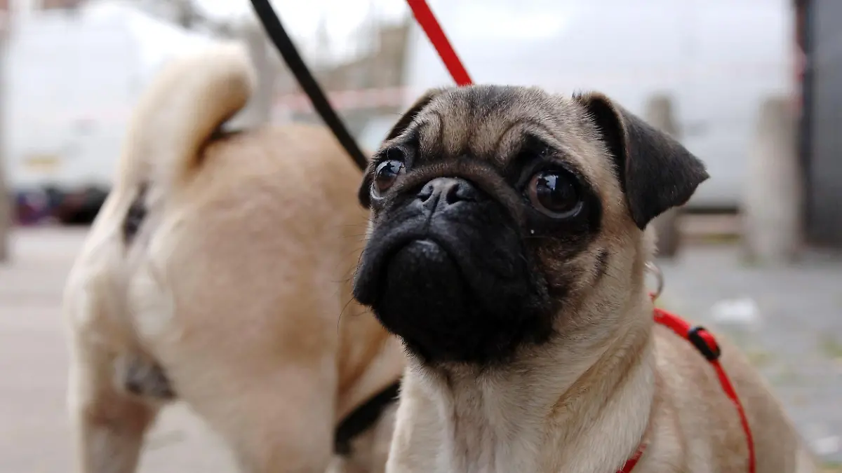 Ein Mops bei einer Hundeshow. 
