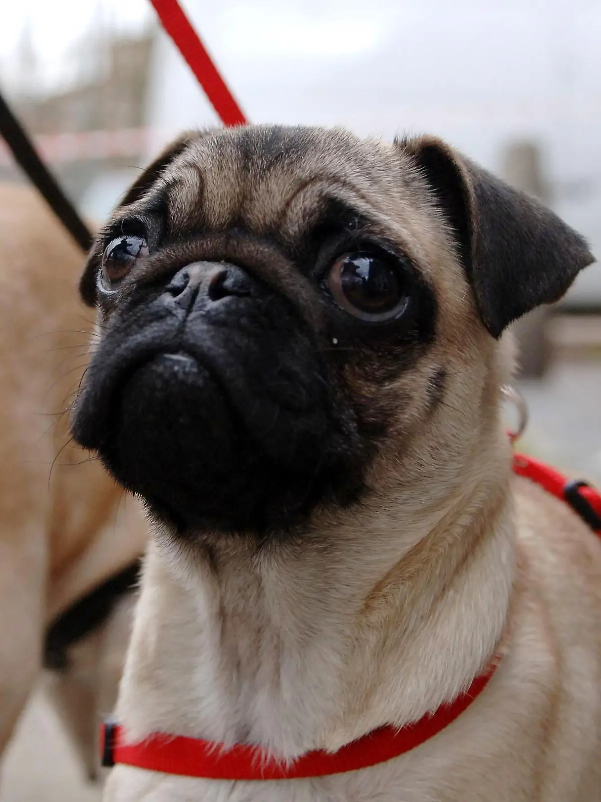Ein Mops bei einer Hundeshow. 
