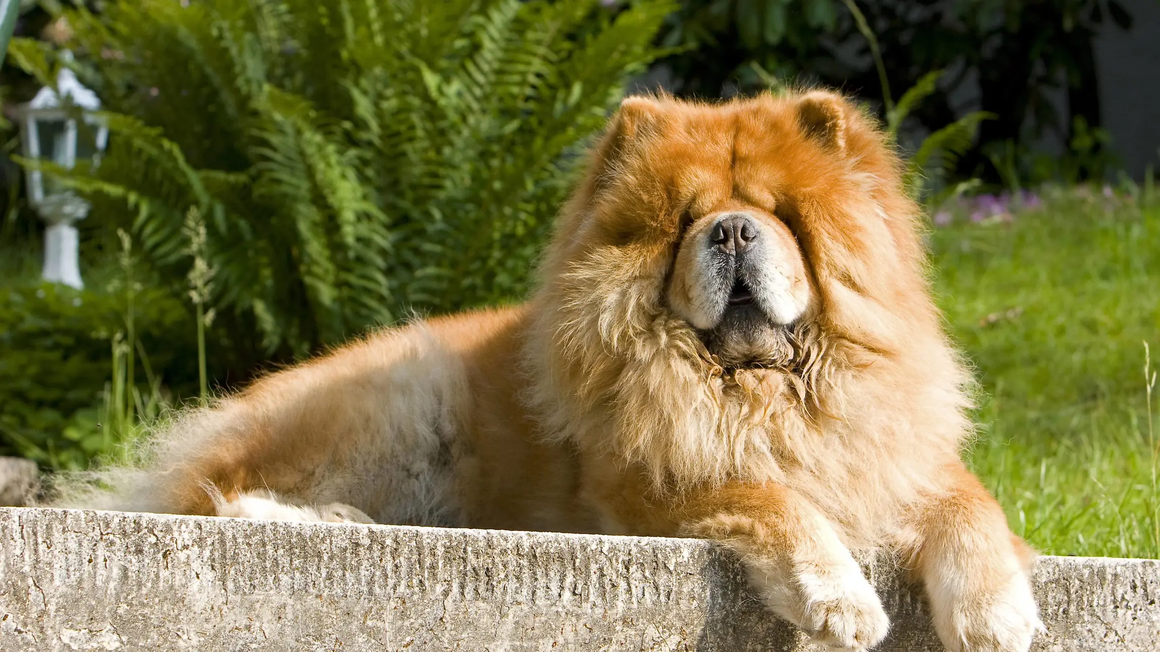 Chow Chow, Chow-Chow Canis lupus f. familiaris, liegt im Garten auf einer Mauer und sonnt sich Chow Chow Canis lupus f. familiaris, lying in the garden ona wall and sunbathing BLWS335509