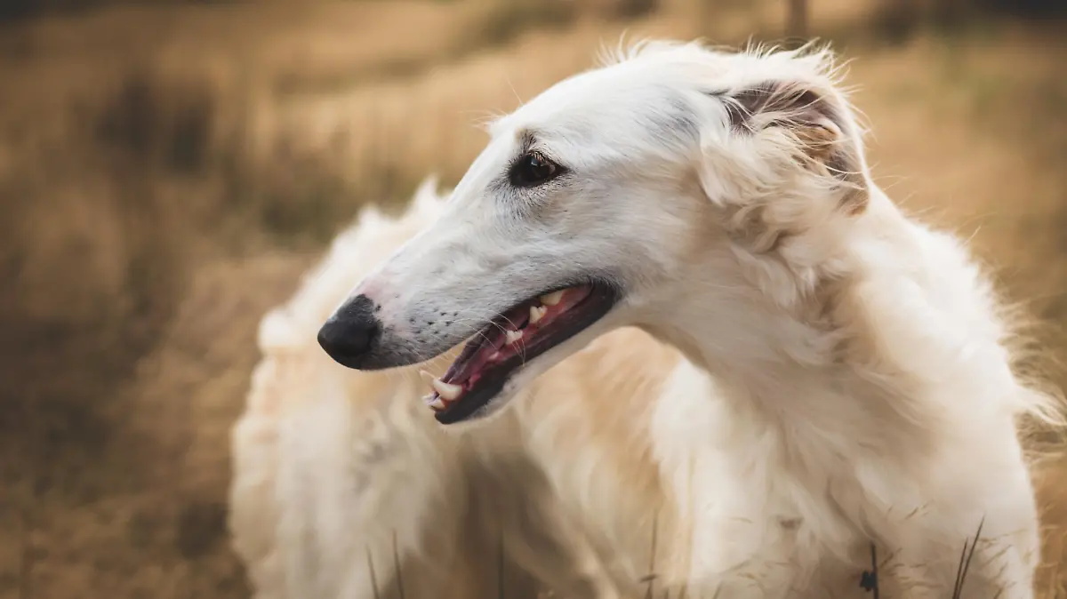 Dümmste Hunde: Russischer Borsoi im Feld