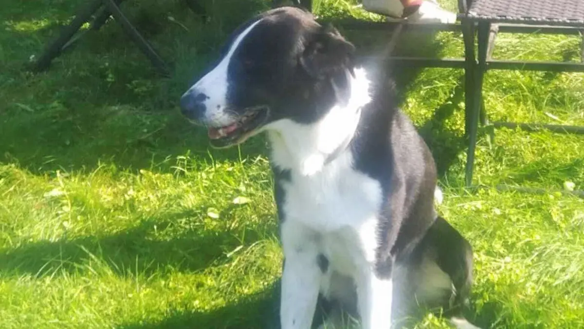 Bild von Border Collie Liam aus Österreich