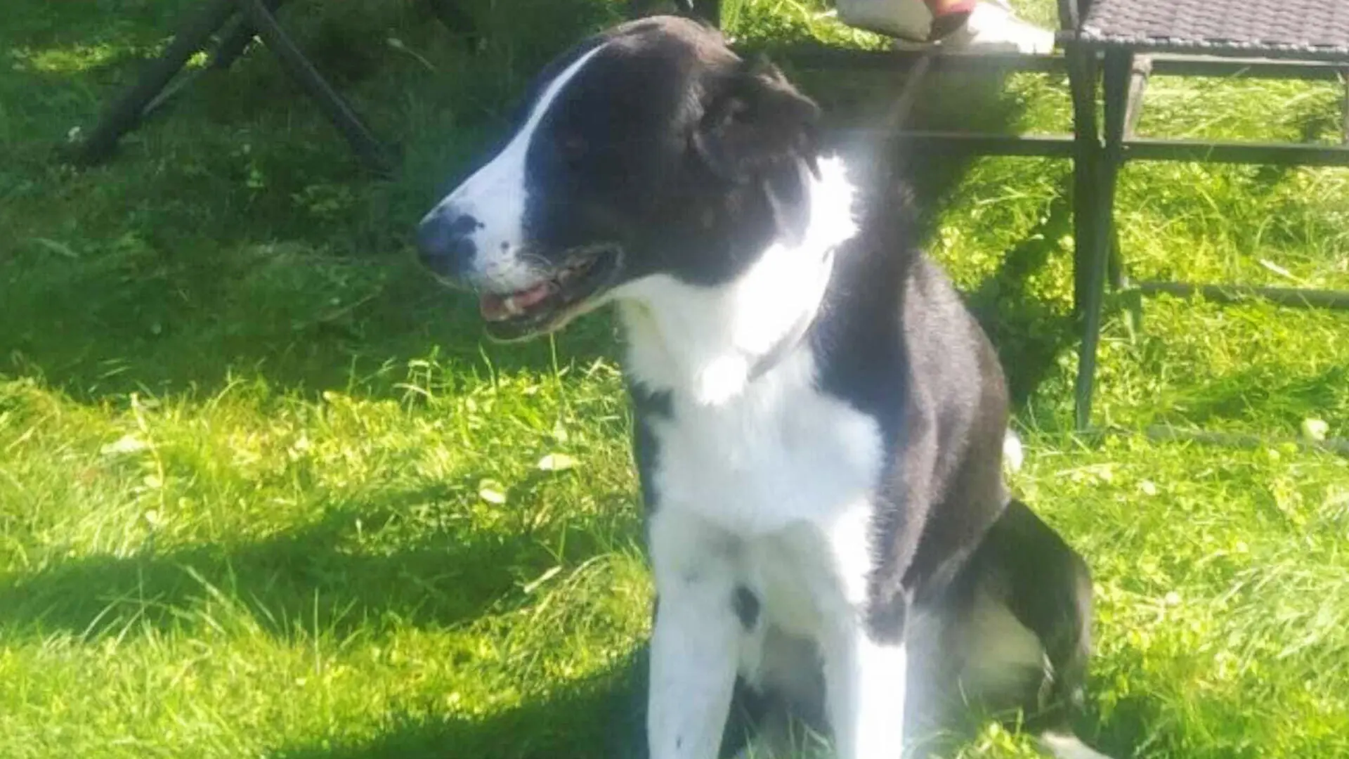 Bild von Border Collie Liam aus Österreich