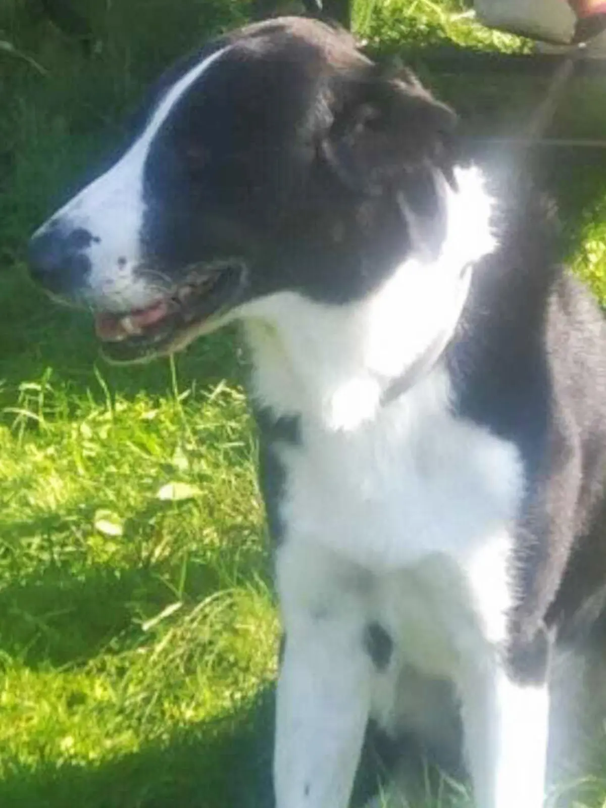Bild von Border Collie Liam aus Österreich