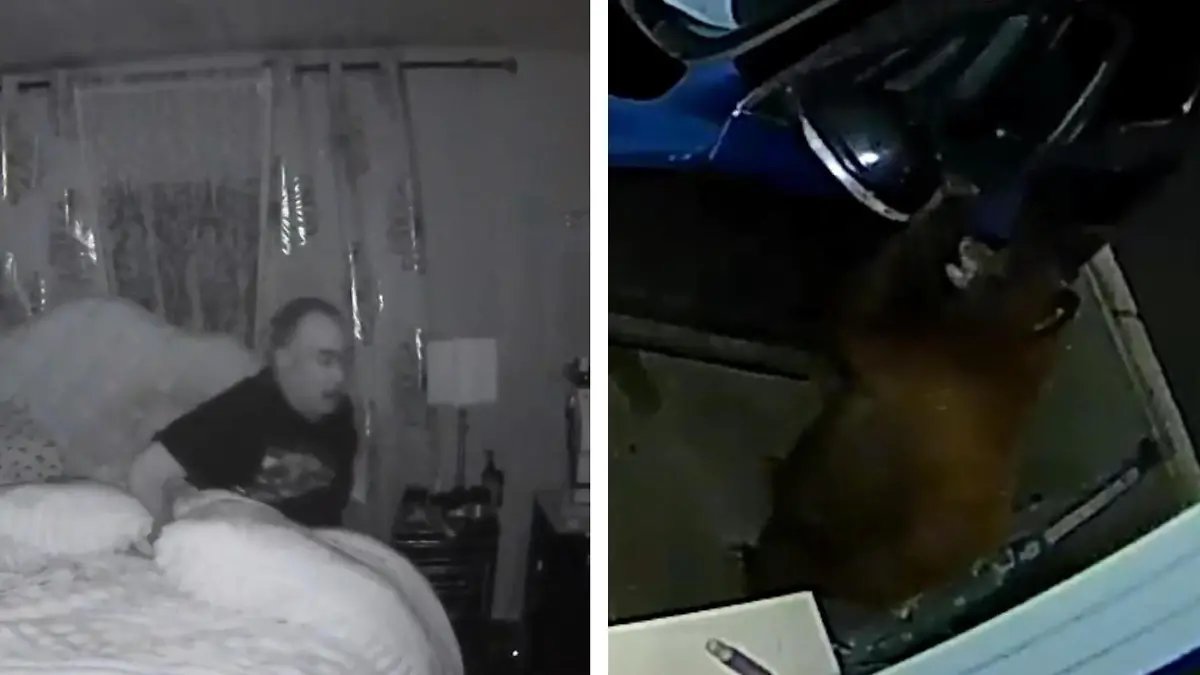 Bäriger Überfall! Rentner legt sich mit ganzer Familie an 