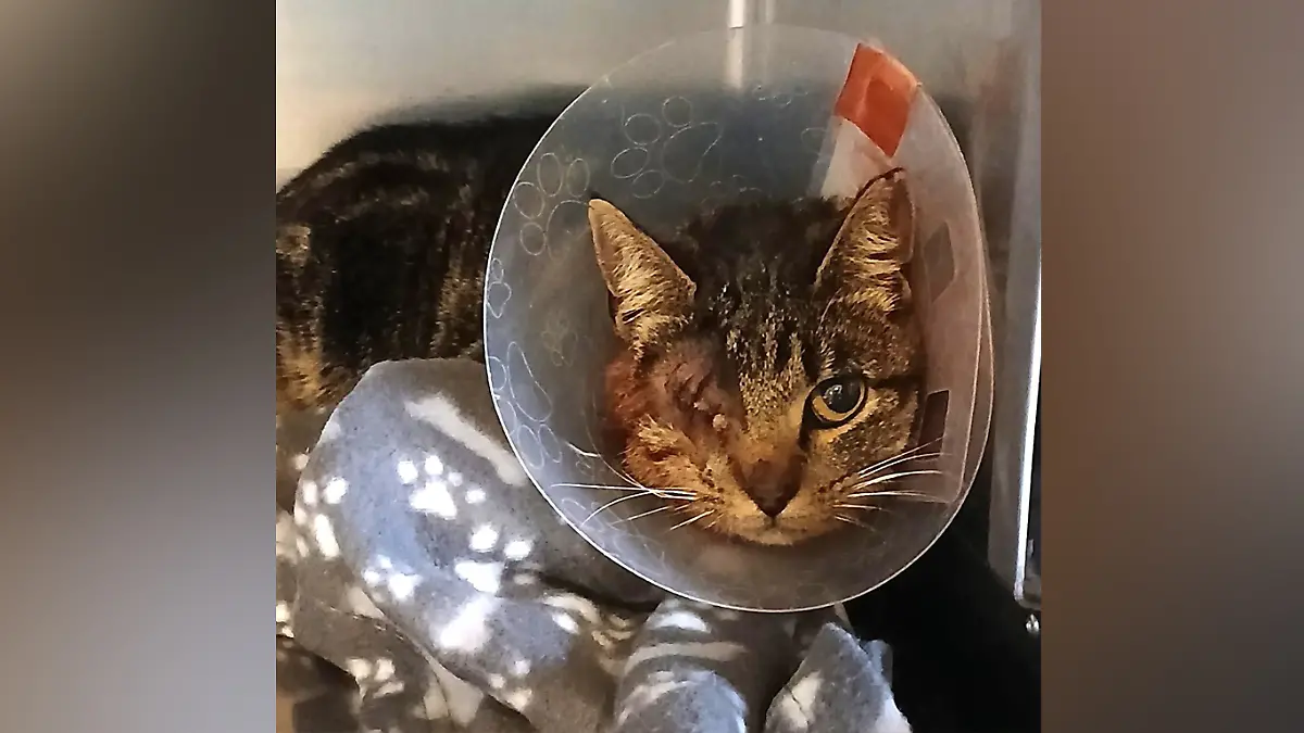 Katze Hilda kommt schwerverletzt ins Tierheim