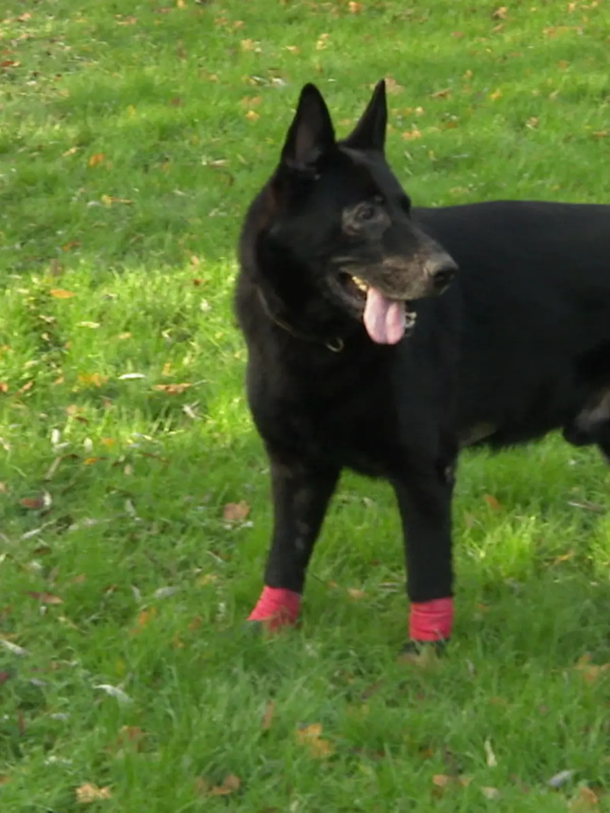 Bild zu: "Hund zurückgelassen"