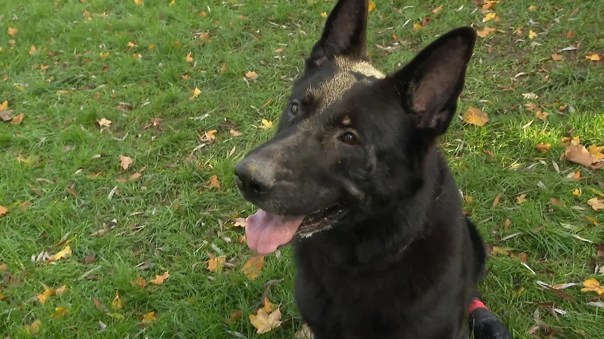 Emirs Schicksal bricht allen das Herz. Für 1 Euro verkauft