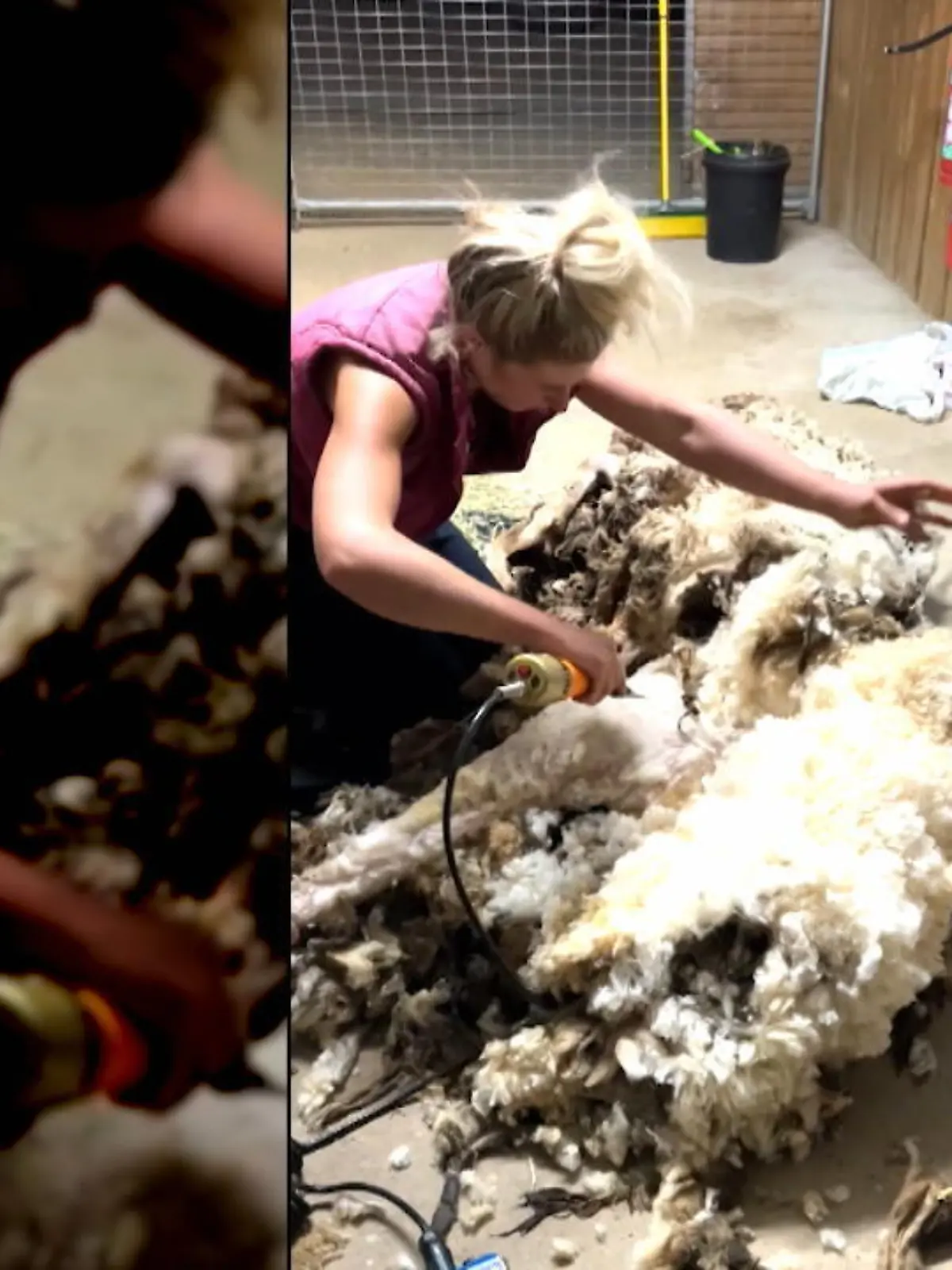 Kaum zu glauben, aber unter diesem Wolleberg steckt tatsächlich ein lebendiges Schaf. Australische Tierretter haben Alex auf einem Berg gefunden. Das Schaf war geschwächt und konnte nicht mehr alleine stehen.