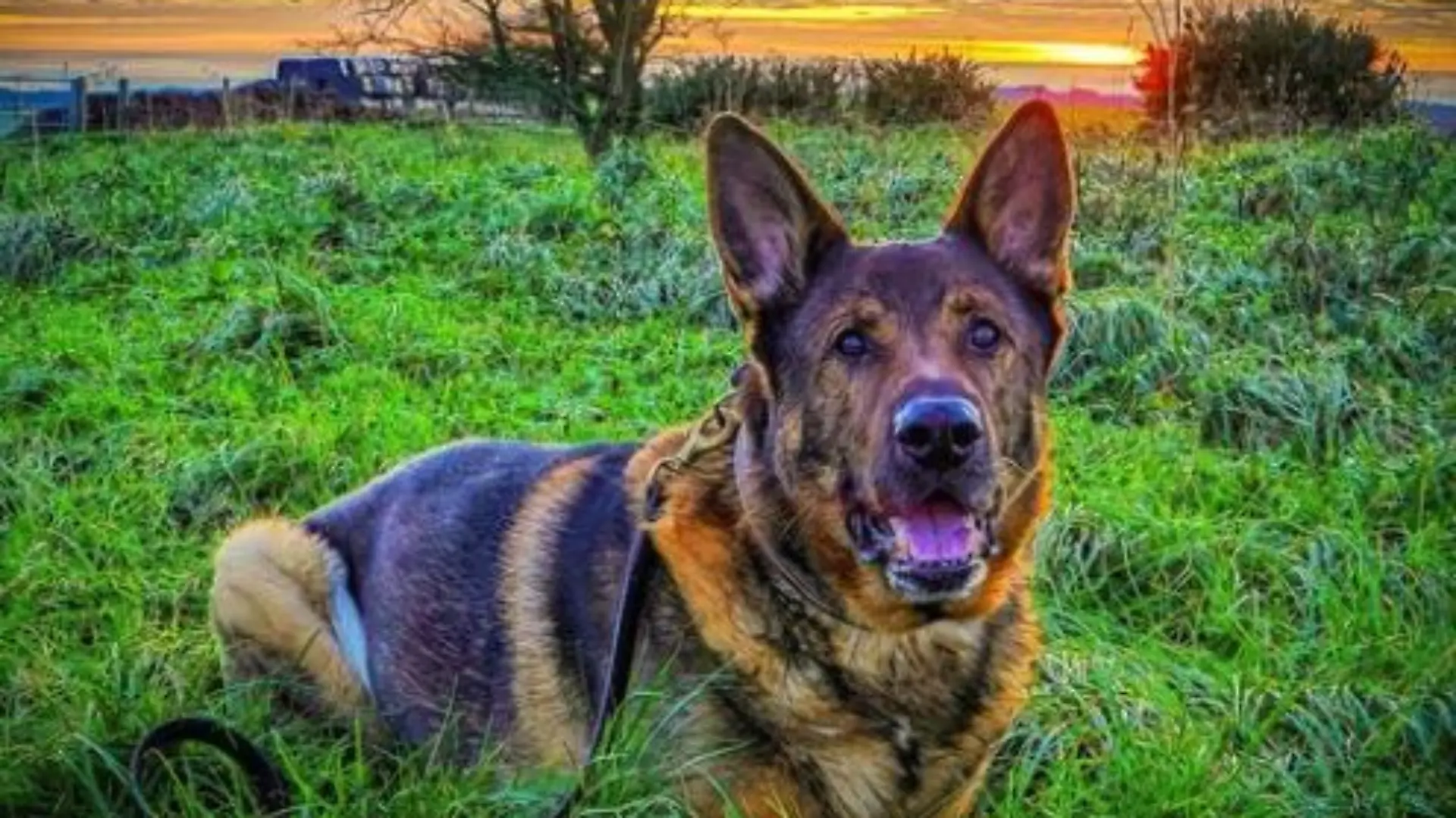 Früherer Polizeihund Bear