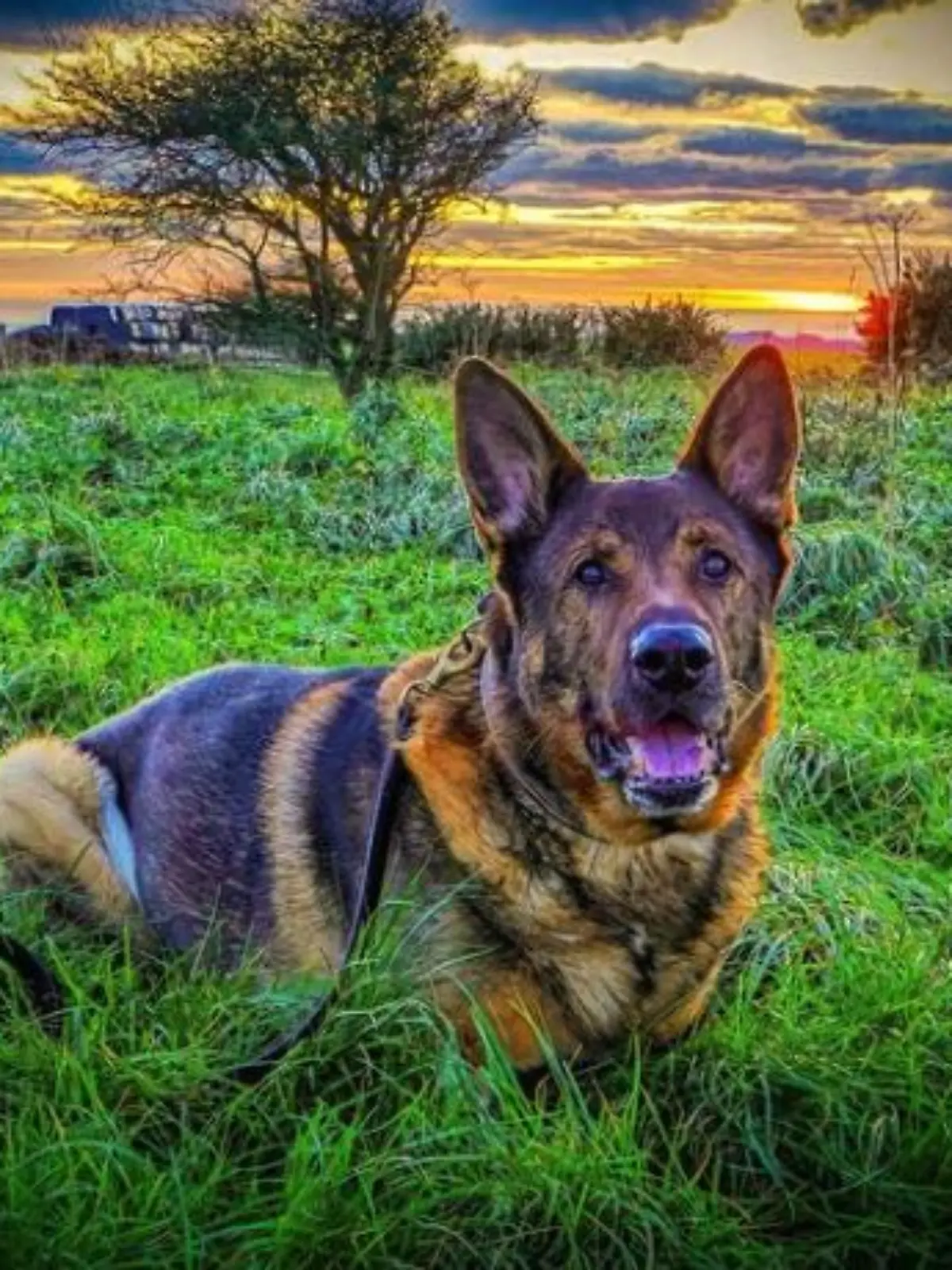 Früherer Polizeihund Bear