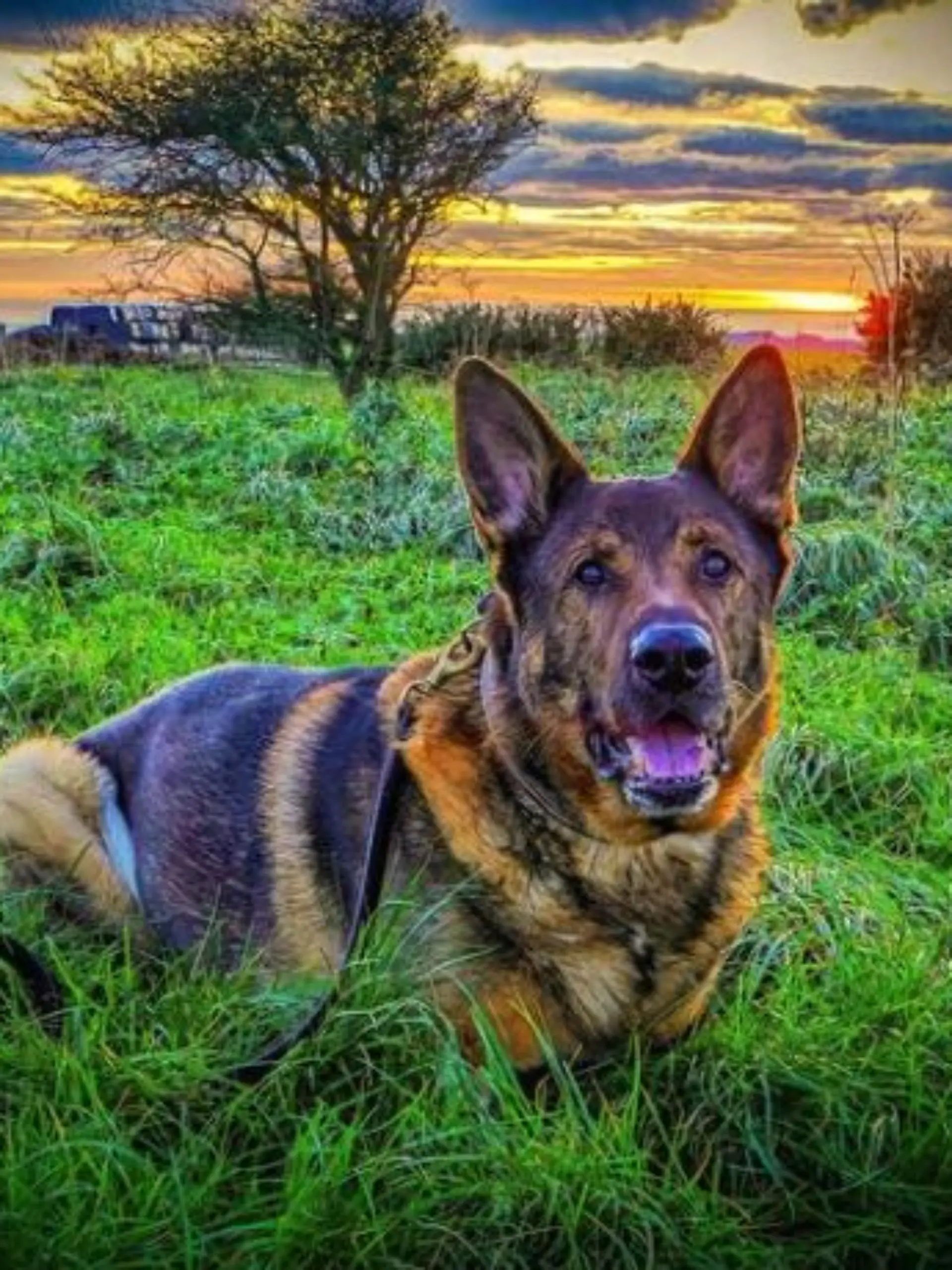 Früherer Polizeihund Bear
