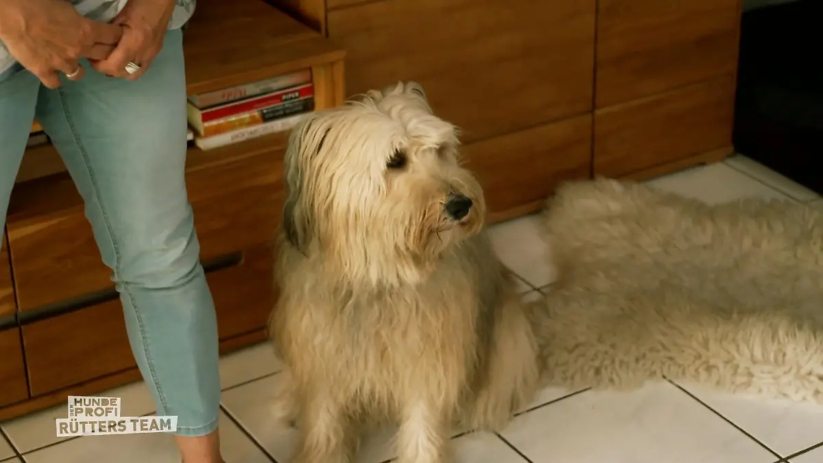 Schafpudeldame Ivy muss sich in Geduld üben "Sie ist ein Power- Paket"