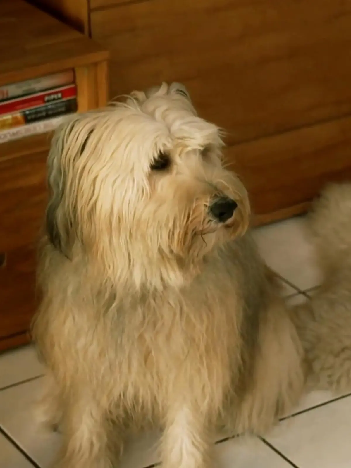 Bild zu: "Schafpudeldame Ivy muss sich in Geduld üben"