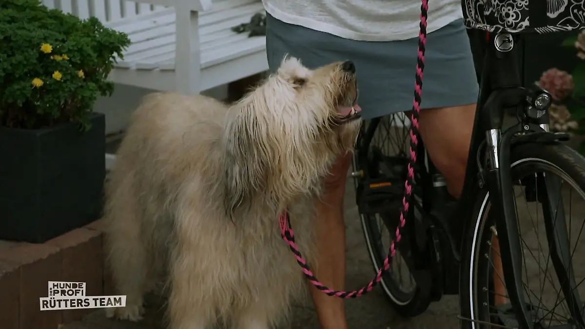 Ivy schreit nach Aufmerksamkeit Harte Geduldsprobe