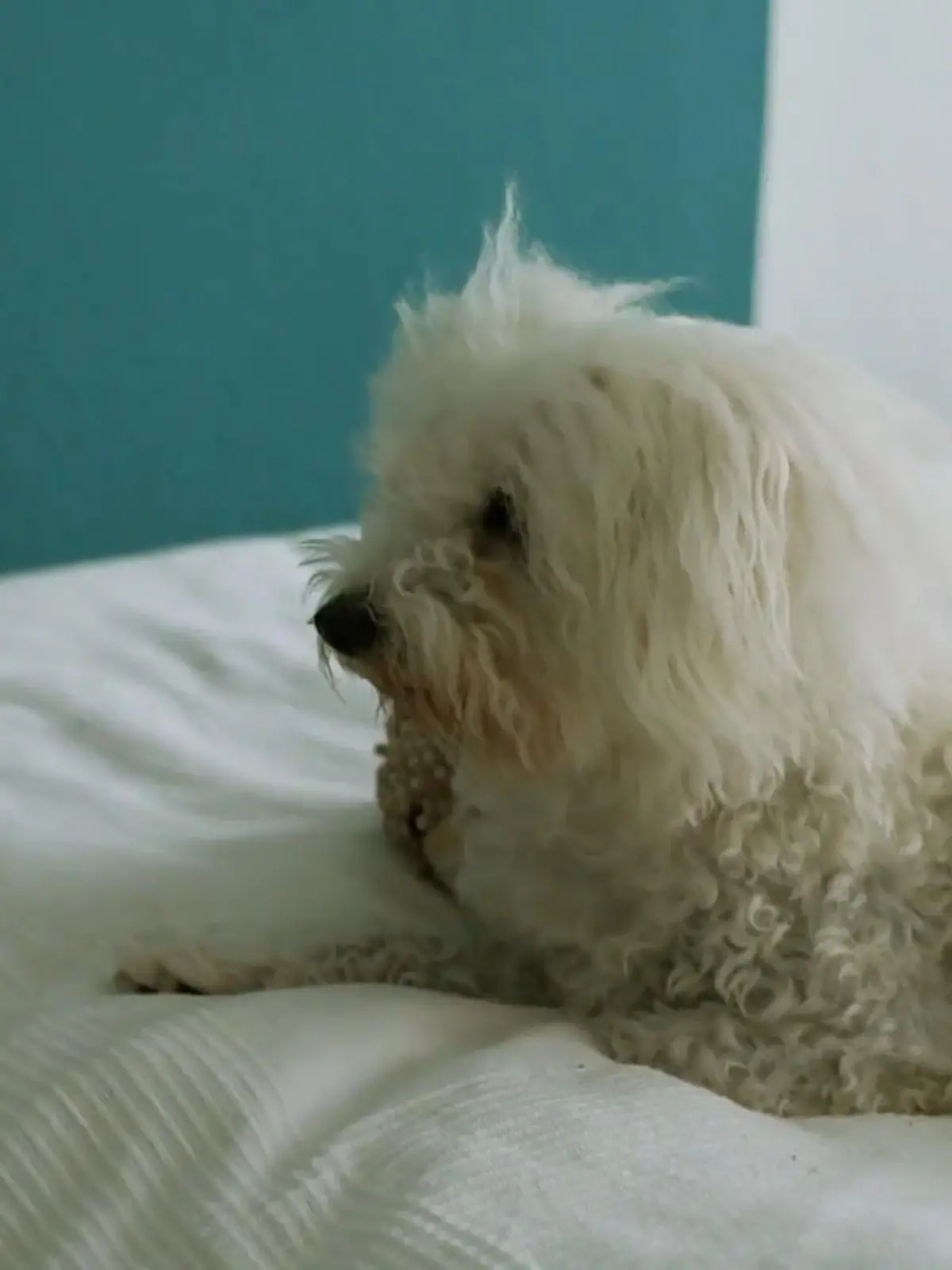 Bild zu: "Frida gerät in Panik wenn Frauchen nicht da ist"