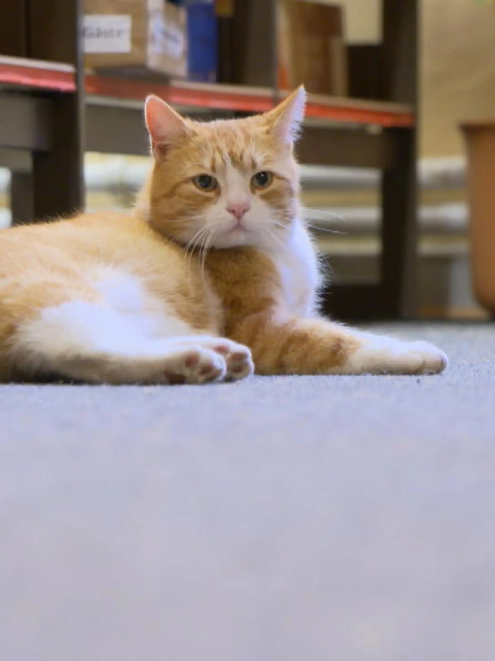 Eigentlich darf er nicht ins Schulgebäude, aber Kater Fred schleicht sich trotzdem jeden Tag aufs Neue in das Gymnasium Walsrode. Mittlerweile gehört er schon zum Inventar und auch die Schülerinnen und Schüler freuen sich, dass er da ist. Mit Merchandise-Produkten von Fred wollen sie nun Spenden für die Ukraine sammeln.
