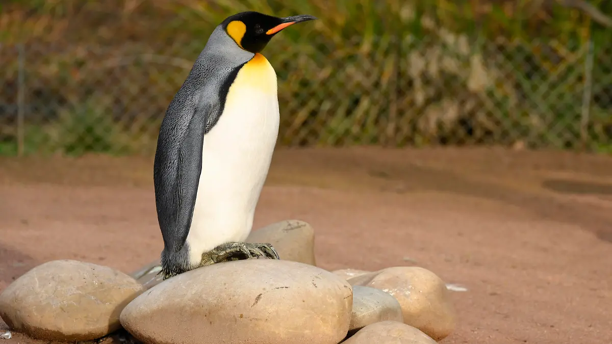 Birdland Park and Gardens: Der Zoo hielt einen Königspinguin jahrelang fälschlicherweise für ein Weibchen.