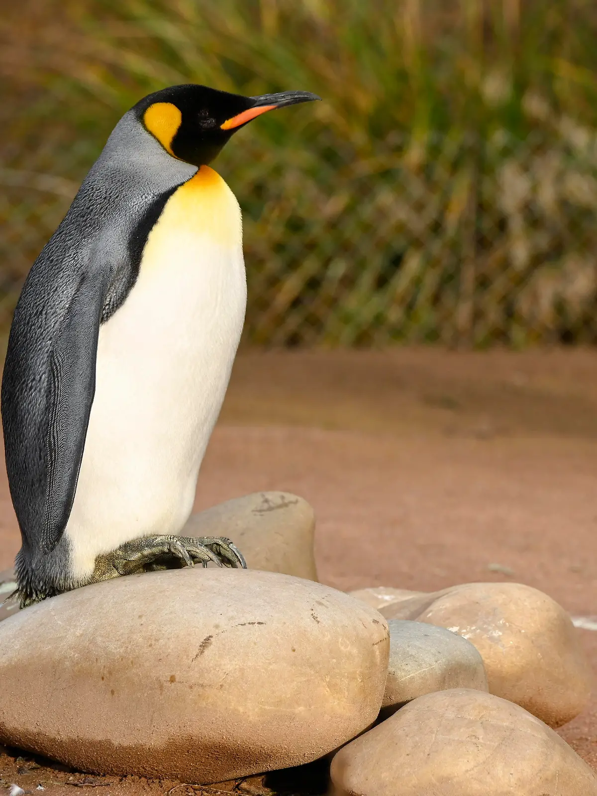 Birdland Park and Gardens: Der Zoo hielt einen Königspinguin jahrelang fälschlicherweise für ein Weibchen.